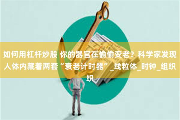 如何用杠杆炒股 你的器官在偷偷变老？科学家发现人体内藏着两套“衰老计时器”_线粒体_时钟_组织
